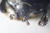Saprinus planiusculus